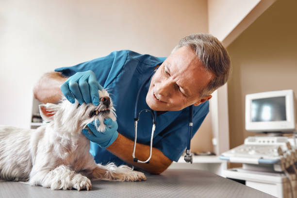 Best Walk-In Emergency Dental Services in Tarboro, NC